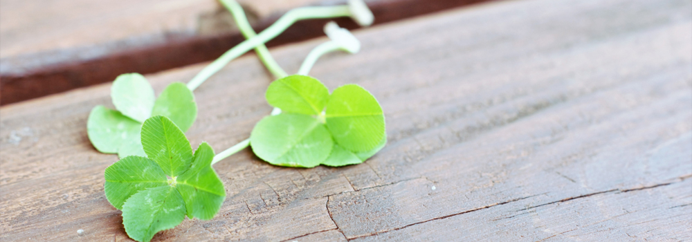 京都市花き総合流通センターイメージ２